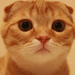 手机国外ip怎么弄